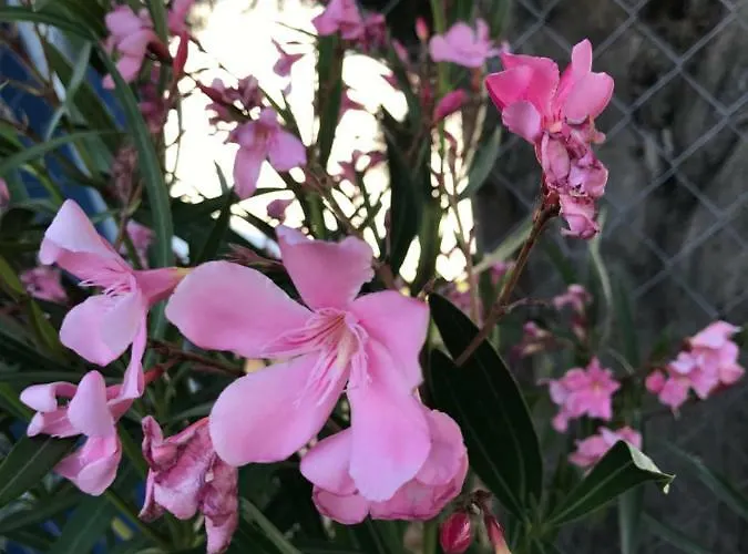 Летний дом Rural La Mejora